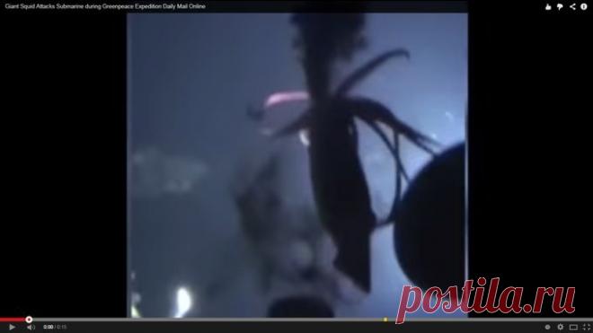 Кальмар-монстр напал на субмарину 'Гринпис'. ВИДЕО  последние новости на сегодня, 17 октября 2014 года - Правда.Ру