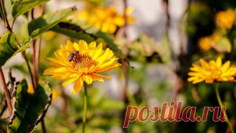 6 ошибок, которые садоводы совершают перед закрытием сезона | IVD.ru - все о дизайне интерьеров и... Полив, уход за деревьями и посадка растений на зиму — разбираемся, что дачники часто делают неправильно, заканчивая активную работу в саду и на огороде.