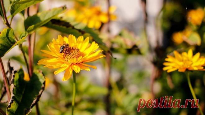 6 ошибок, которые садоводы совершают перед закрытием сезона | IVD.ru - все о дизайне интерьеров и... Полив, уход за деревьями и посадка растений на зиму — разбираемся, что дачники часто делают неправильно, заканчивая активную работу в саду и на огороде.