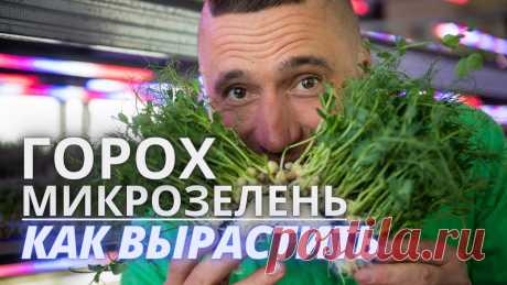 Микрозелень горох технология и лайфхаки Зеленого шефа барботирование семян Телеграм Канал "Зеленый Шеф" https://t.me/greenchief Регистрация в Школу Микрозелени https://greenchief.ru/homemicroИнстаграм Зеленого Шефа👇https://www.inst...