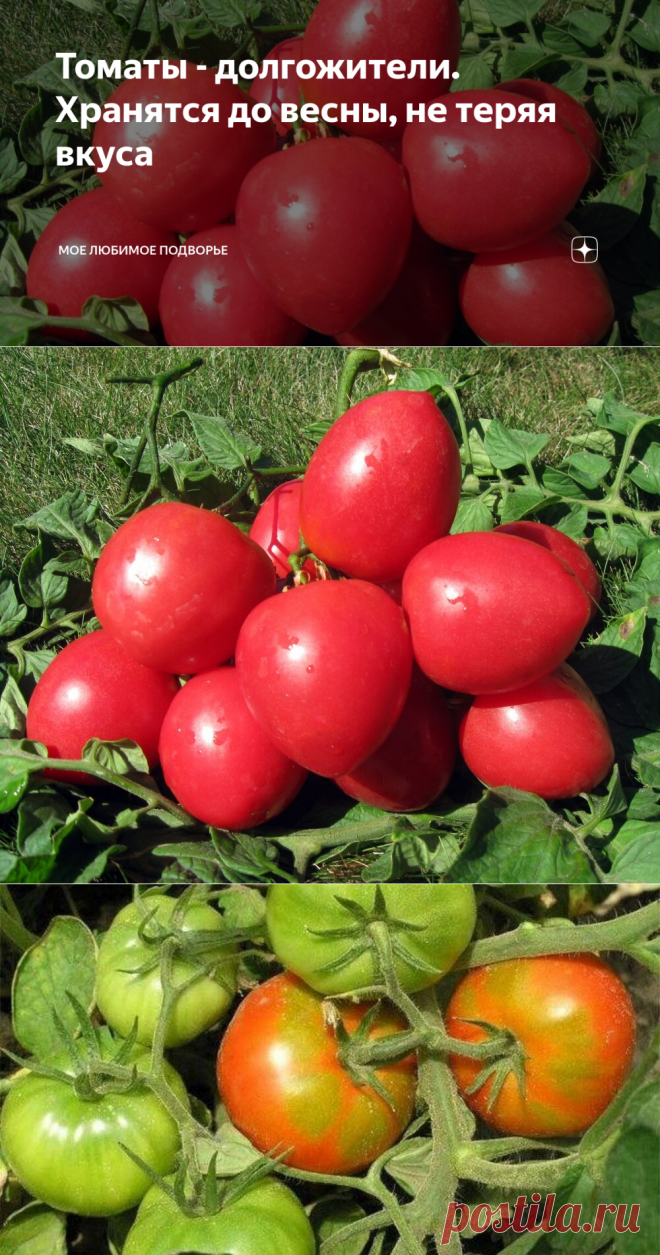 Томаты - долгожители. Хранятся до весны, не теряя вкуса | Мое любимое подворье | Яндекс Дзен