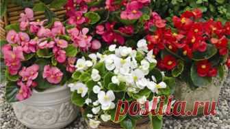 Бурное цветение и пышная листва, если полить растения этой простой подкормкой!