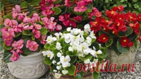 Бурное цветение и пышная листва, если полить растения этой простой подкормкой!