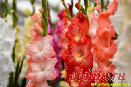 Выращивание гладиолусов