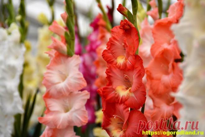Выращивание гладиолусов