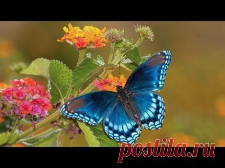 Peaceful Relaxing Instrumental Music, Meditation Calm Music, "Butterfly Garden" By Tim Janis