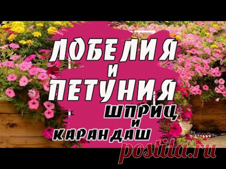 Лобелия. Петуния. Выращивание рассады из семян.