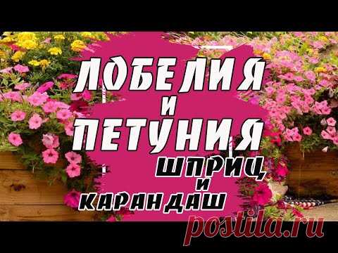 Лобелия. Петуния. Выращивание рассады из семян.