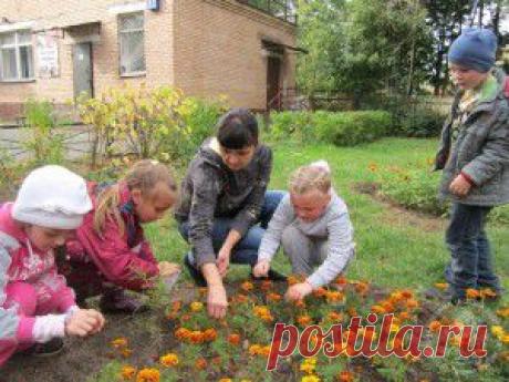 Собираем семена однолетников