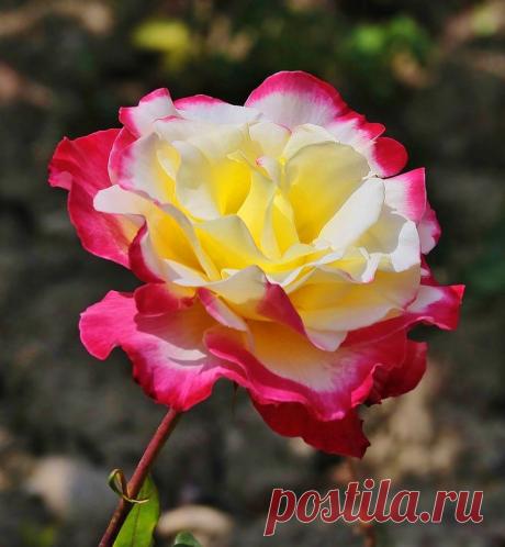 РИА — «Королева цветов» на Яндекс.Фотках