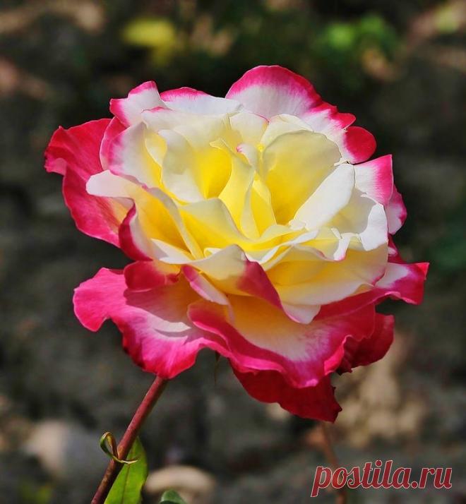 РИА — «Королева цветов» на Яндекс.Фотках