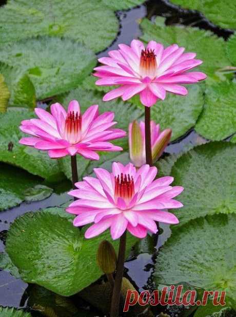 Water Lily   |   Pinterest • Всемирный каталог идей