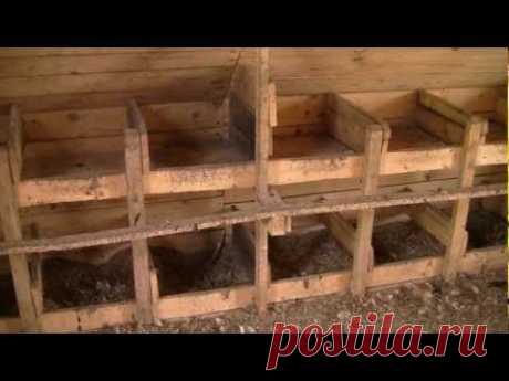 Устройство курятника в хозяйстве Заречье