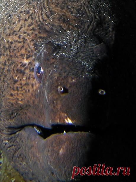 Тень...
Такая вот Мурка. Автор: Челноков Д.