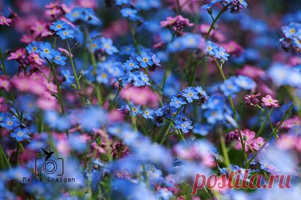 Незабудки в Спб.