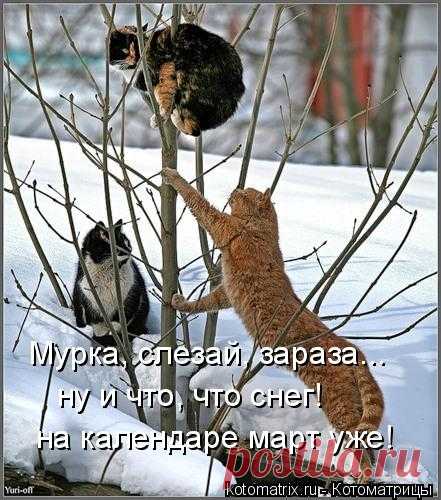Котоматрица: Случайные котоматрицы