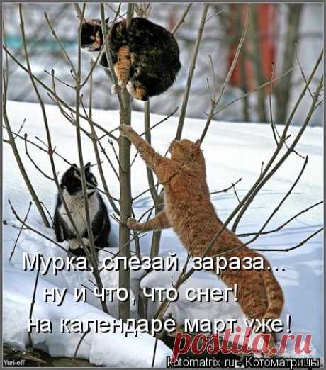 Котоматрица: Случайные котоматрицы