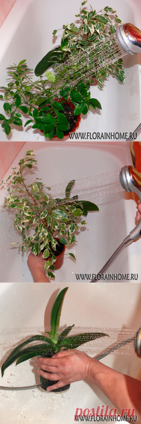 Горячий душ для растений | Flora In Home