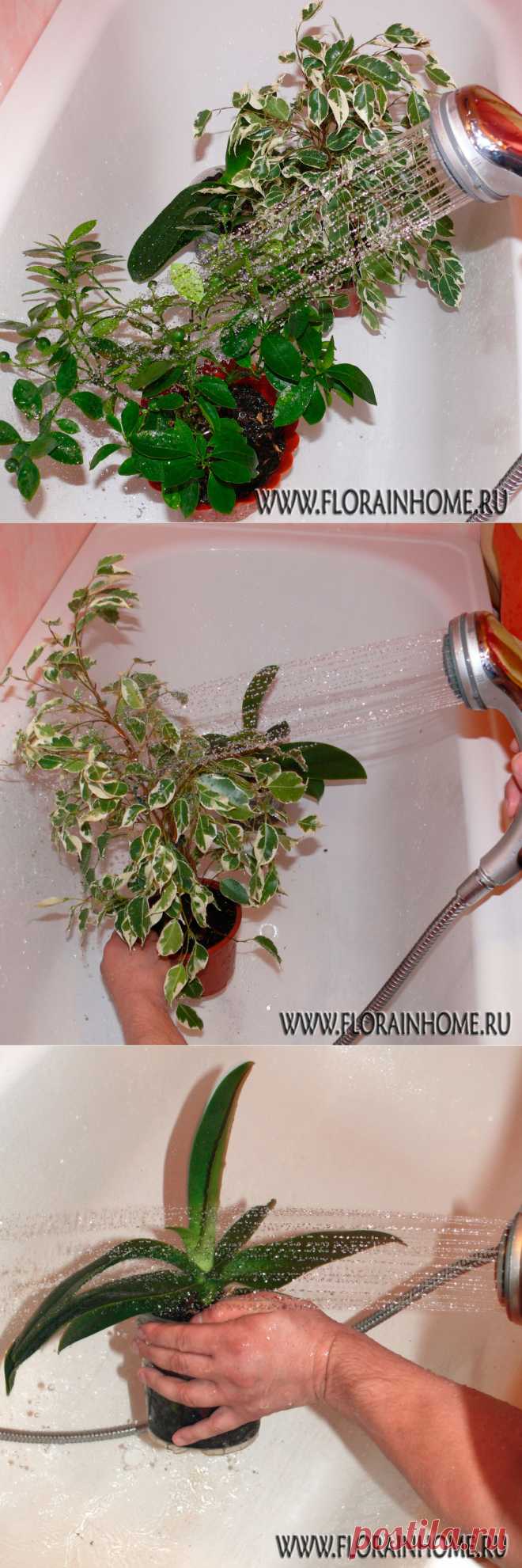 Горячий душ для растений | Flora In Home