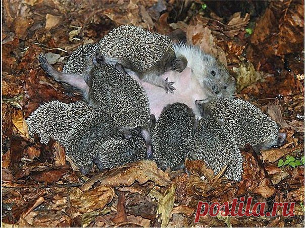 Одноклассники