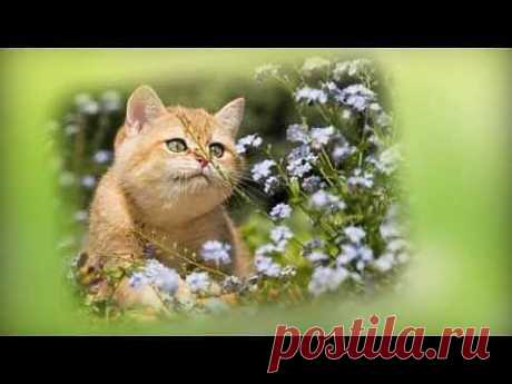▶ Песня «Потетень» - YouTube