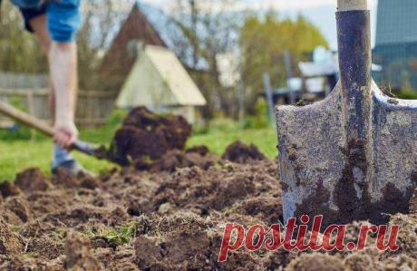 Почему нельзя на одном месте постоянно высаживать те же самые растения, чем поможет севооборот — Дачный участок