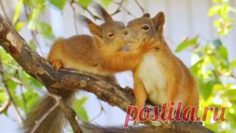 Baby squirrel giving her mother a kiss  
Белка целует мать