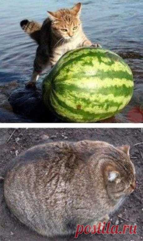// Кот- проглот.