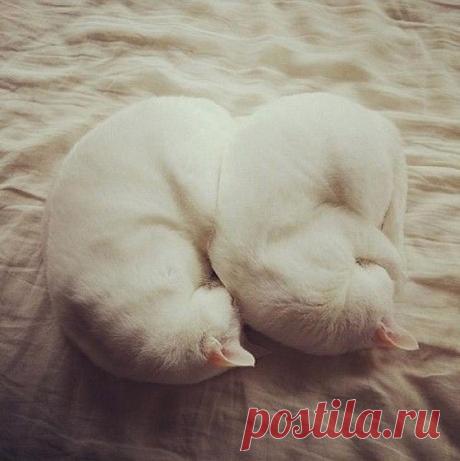 Синхронные коты