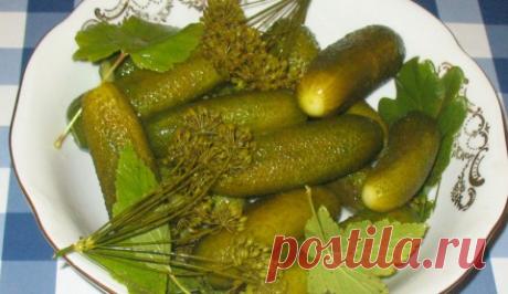 Блог сайта «Дачный участок»