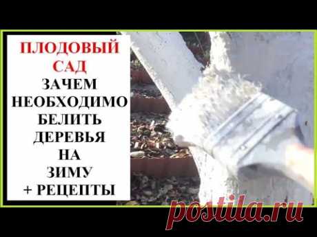 Зачем обязательно белить деревья осенью + рецепты побелки