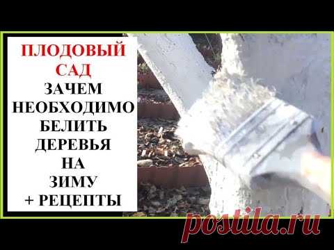 Зачем обязательно белить деревья осенью + рецепты побелки