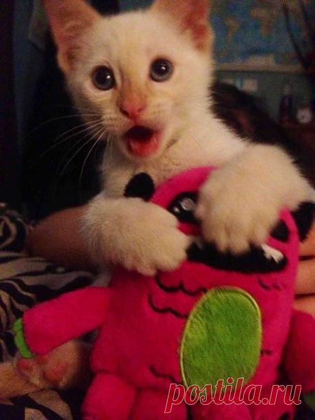 --Перед соседской Муркой опозорили!
Котлету будто бы я  СЪЕЛ!
А разница большая в этом деле.
Ведь я её не съел----НЕМНОЖЕЧКО
                                        ПОКУШАЛ  !!!!