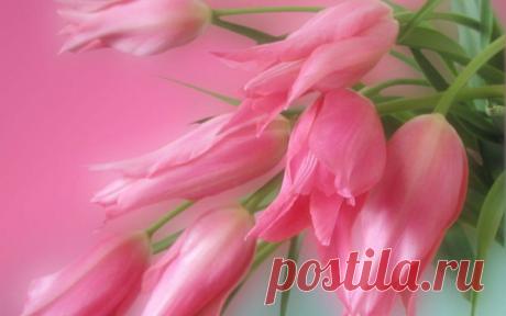 Тюльпаны. Красота и грациозность.