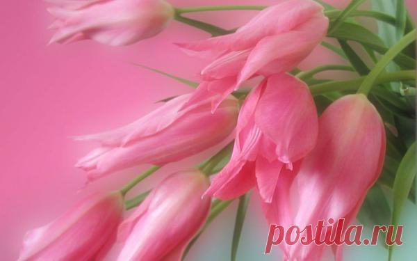 Тюльпаны. Красота и грациозность.