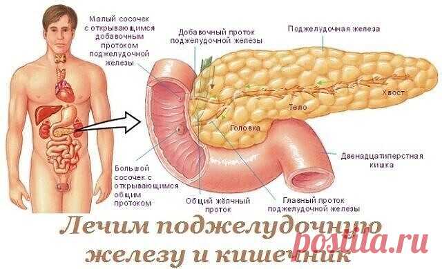 Лечим поджелудочную железу и кишечник.
 #здоровье
Очень часто при неправильном питании, стрессах, лечении антибиотиками нарушаются функции внутренних органов. При первых признаках можно обойтись без дорогих препаратов и, также, сбросить лишний вес.
Панкреатит:
- перемолоть гречку, 1-2 ст. л. гречневой муки настоять на 1 стакане молочной сыворотки. Утром съедать вместо завтрака;  
- 20 г измельченной коры осины залить 200 мл воды, варить на водяной бане 20 минут. Настаивать...