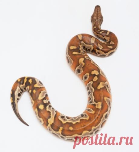 Slithering Dumerils Boa View From Above Stock Photo | Getty Images