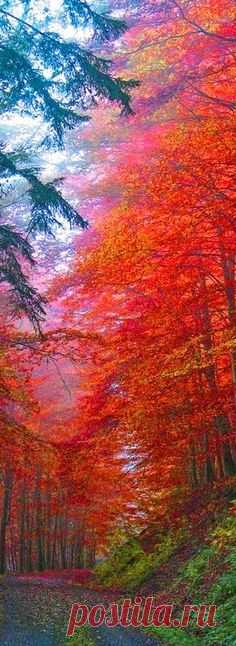 Autumn Splendor