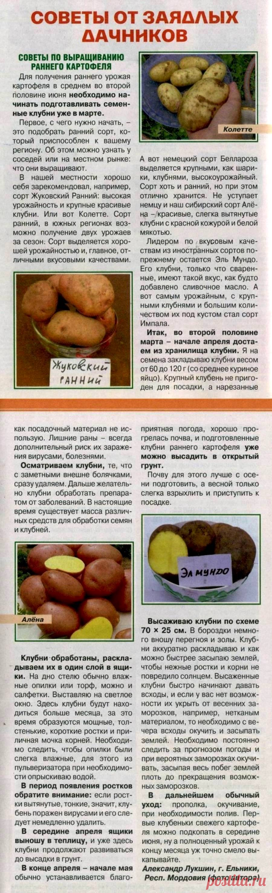 Советы по выращиванию раннего картофеля