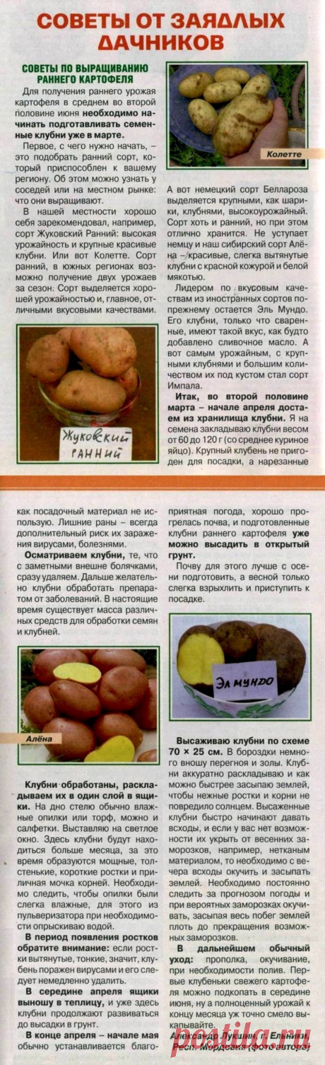 Советы по выращиванию раннего картофеля