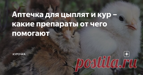 Аптечка для цыплят и кур – какие препараты от чего помогают Добрый день! Когда птицевод решает заниматься разведением кур, пусть даже в небольшом личном хозяйстве, у него обязательно должна быть собрана ветеринарная аптечка для цыплят и кур. Ведь жизнь и здоровье взрослого поголовья во многом зависит от того, насколько здоровыми будут расти малыши. Что должно быть в такой аптечке, от чего, возможно, придется лечить цыплят – об этом и многом другом будет рассказано ниже. Ле...