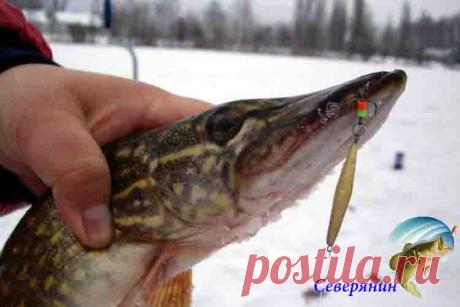 Зимние блесны на щуку С приходом заморозков водоемы оковываются льдом, и любители зимней рыбалки начинают готовить свои снасти. Кто то собирается ловить плотву, а другие идут на водоем именно за ловлей хищной рыбы. И пр…