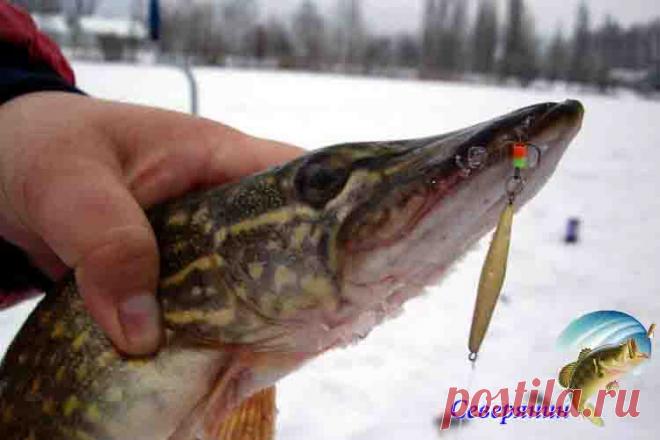 Зимние блесны на щуку С приходом заморозков водоемы оковываются льдом, и любители зимней рыбалки начинают готовить свои снасти. Кто то собирается ловить плотву, а другие идут на водоем именно за ловлей хищной рыбы. И пр…