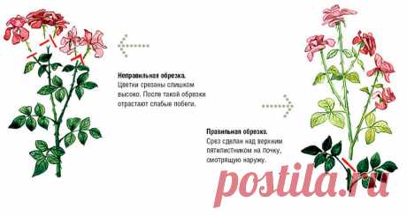 КАК НЕЛЬЗЯ ОБРЕЗАТЬ РОЗЫ!!!