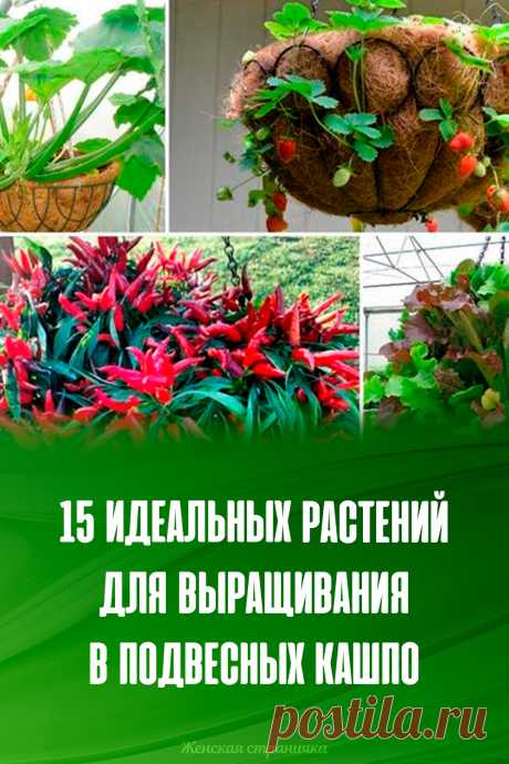 15 идеальных растений для выращивания в подвесных кашпо
