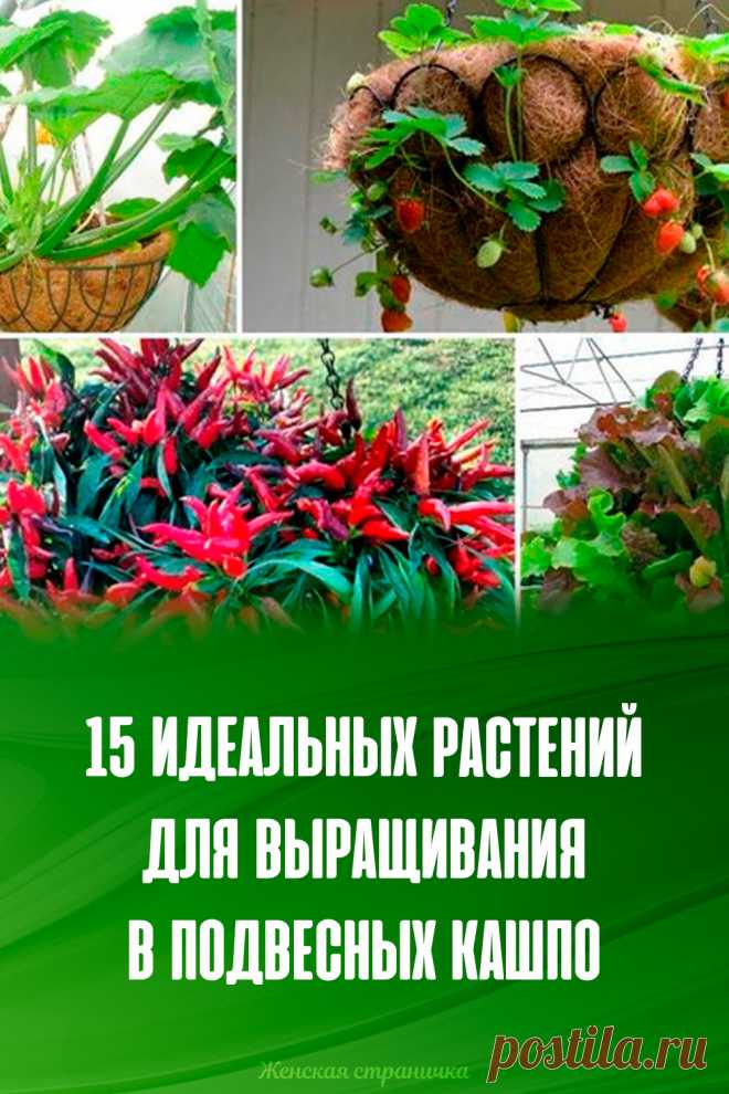 15 идеальных растений для выращивания в подвесных кашпо