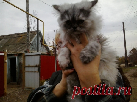 кошка Шеба