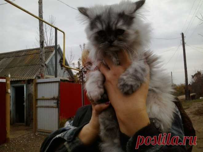кошка Шеба