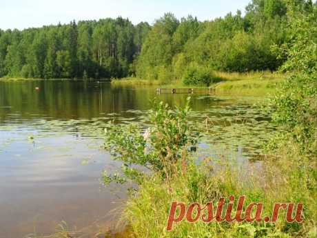 Когда жарко,тянет на лесное озеро)))☀💙☘