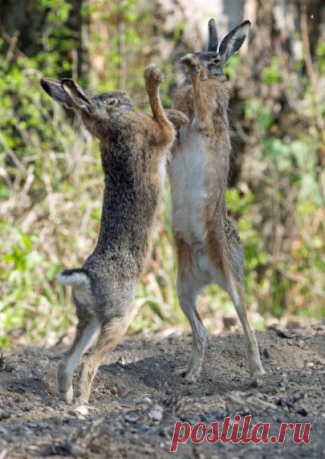 Лучшие фотографии животных прошедшей недели — Фотоискусство